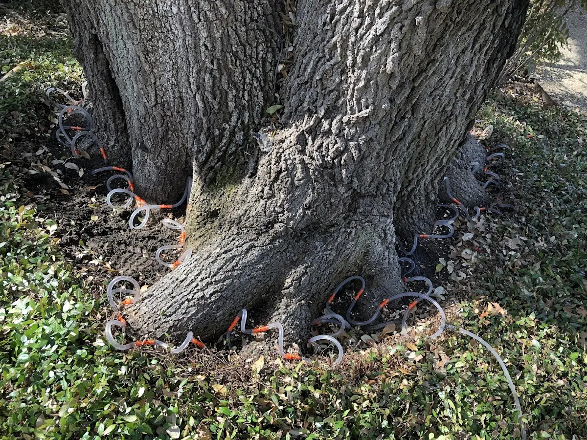 Detailed Tree Cabling and Bracing job site in Prairieton