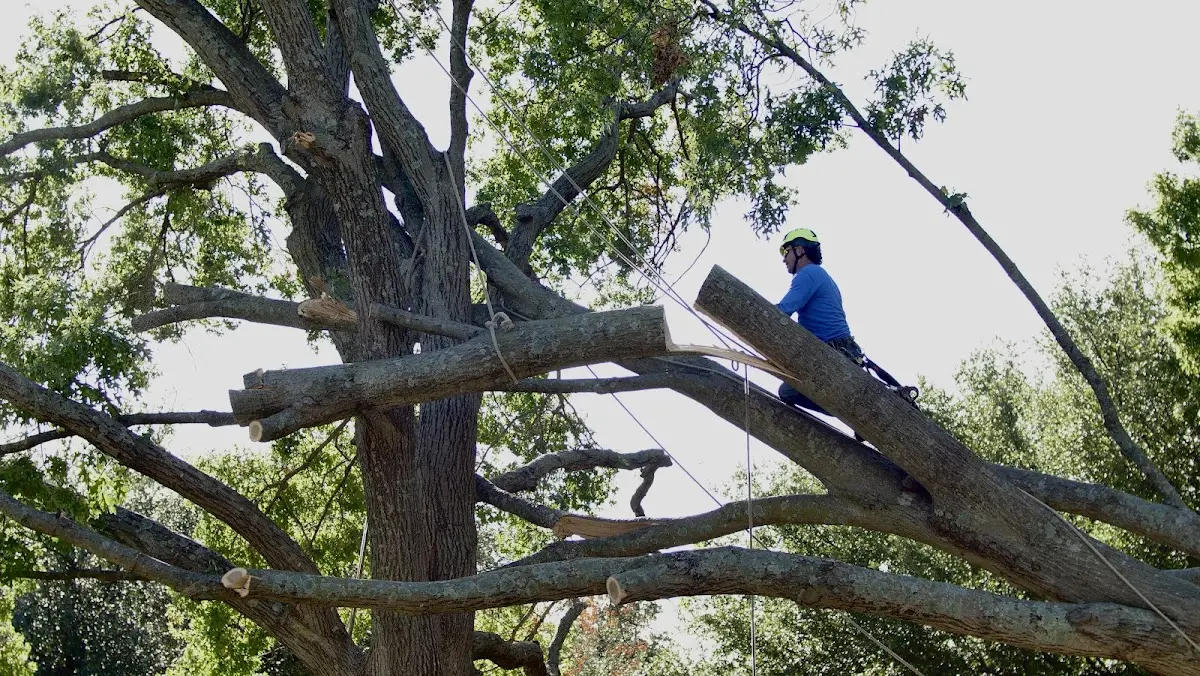 Professional Hazardous Tree Removal performed by certified arborists in Prairieton